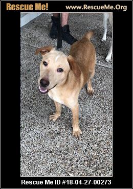 Washington Dog Rescue ― ADOPTIONS ― RescueMe.Org Rescue Me ID: 18-04-27-00273Grizzly (male)
