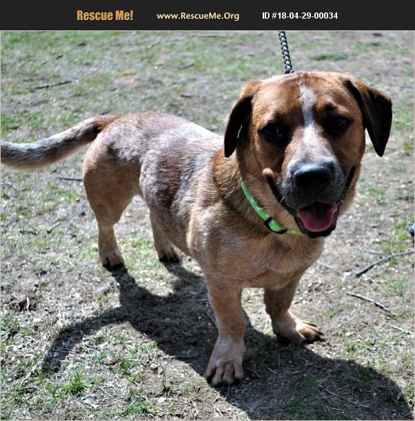 ADOPT 18042900034 ~ Basset Hound Rescue ~ Williston, VT