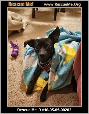Washington Dog Rescue ― Adoptions ― Rescueme Org