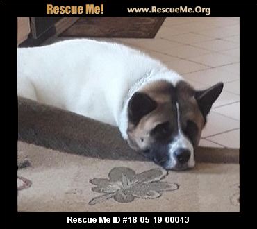 Pennsylvania Akita Rescue ― ADOPTIONS ― RescueMe.Org