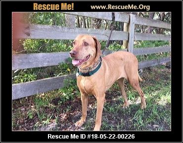 - Florida Vizsla Rescue - ADOPTIONS - Rescue Me!