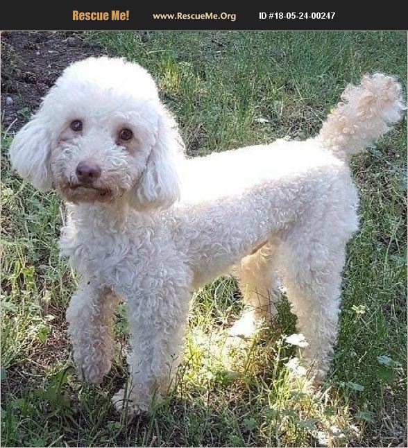 ADOPT 18052400247 Poodle Rescue Thompson Falls, MT