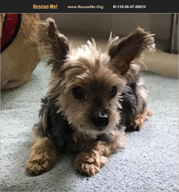 adopt-18060700014-yorkie-rescue-oakland-fl