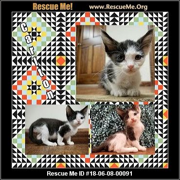 - Kansas Cat Rescue - ADOPTIONS - Rescue Me!