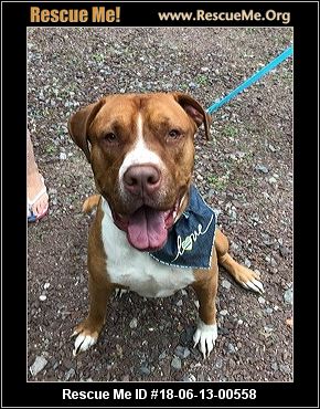 Rescue Dogs Cleared For Adoption Vaccinations Rescue Dogs Cleared For Adoption Vaccinations