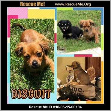 cavalier adoptions texas rescue state houston adopter allow however dogs must come adult