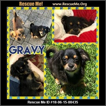 cavalier texas rescue houston