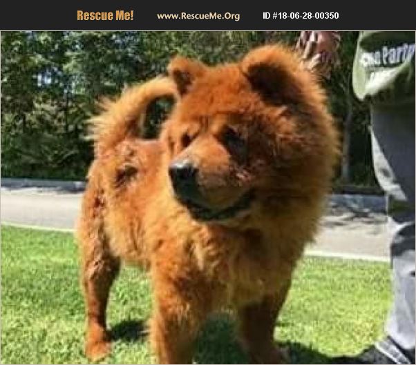 ADOPT 18062800350 Chow Chow Rescue Long Beach, CA