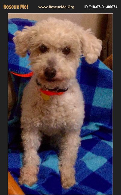 ADOPT 18070100074 ~ Poodle Rescue ~ Phoenix, AZ