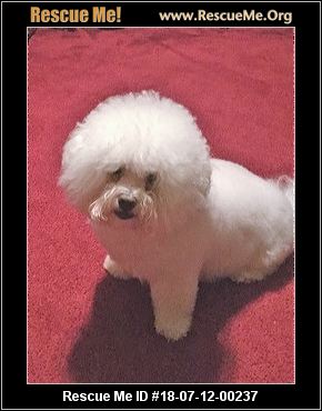 Urgent Care Fayetteville Ga >> - Georgia Bichon Frise Rescue - ADOPTIONS - Rescue Me! Urgent Care Fayetteville Ga >> - Georgia Bichon Frise Rescue - ADOPTIONS - Rescue Me!