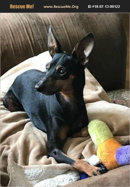 ADOPT 18071300122 ~ Miniature Pinscher Rescue ~ Stockton, CA