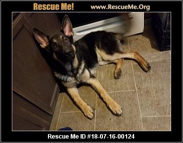 finding a home for my german shepherd