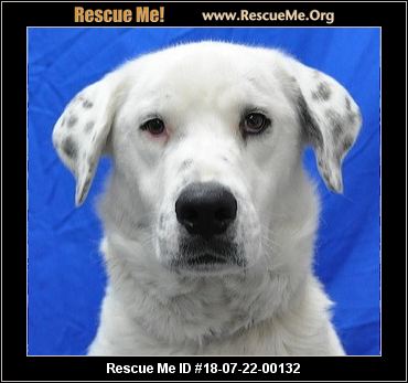 Colorado Great Pyrenees Rescue Adoptions Me Add To Favorites 18 07 22 00132d099sansa F Female Id 14731 Great Pyrenees Mix