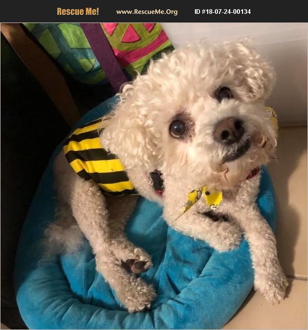 ADOPT 18072400134 Bichon Frise Rescue Boca Raton, FL