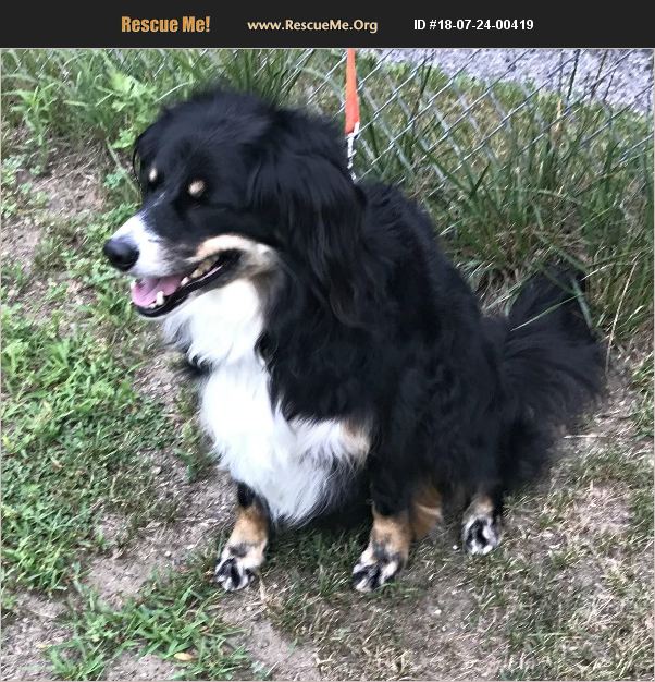 ADOPT 18072400419 Australian Shepherd Rescue New Milford, CT