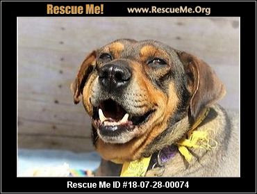 - Georgia Dog Rescue - ADOPTIONS - Rescue Me!
