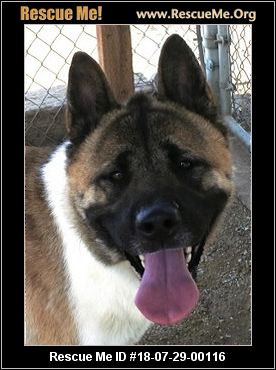 - California Akita Rescue - ADOPTIONS - Rescue Me!