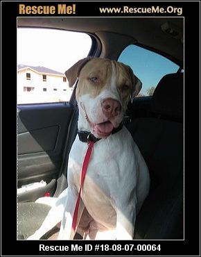 - Florida Shar-Pei Rescue - ADOPTIONS - Rescue Me!