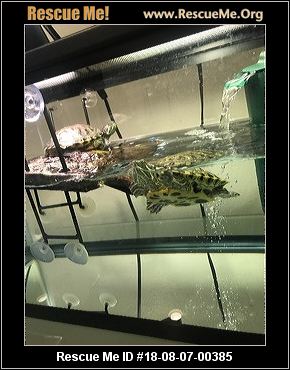 - Washington Reptile/Amphibian Rescue - ADOPTIONS - Rescue Me!