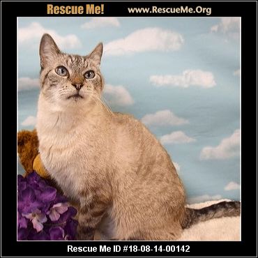 siamese illinois rescue read adoption