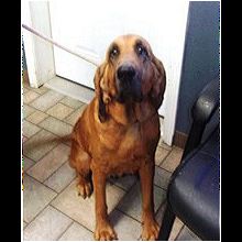 Pennsylvania Bloodhound Rescue Adoptions Me Read Success Stories