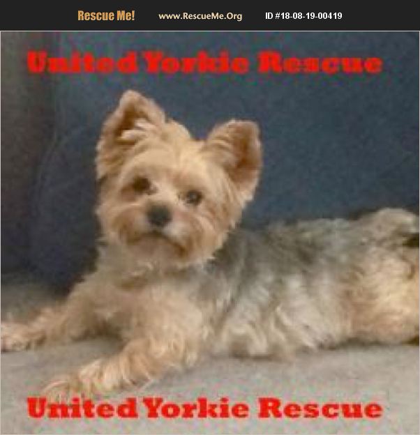 ADOPT 18081900419 Yorkie Rescue Zephyrhills, FL