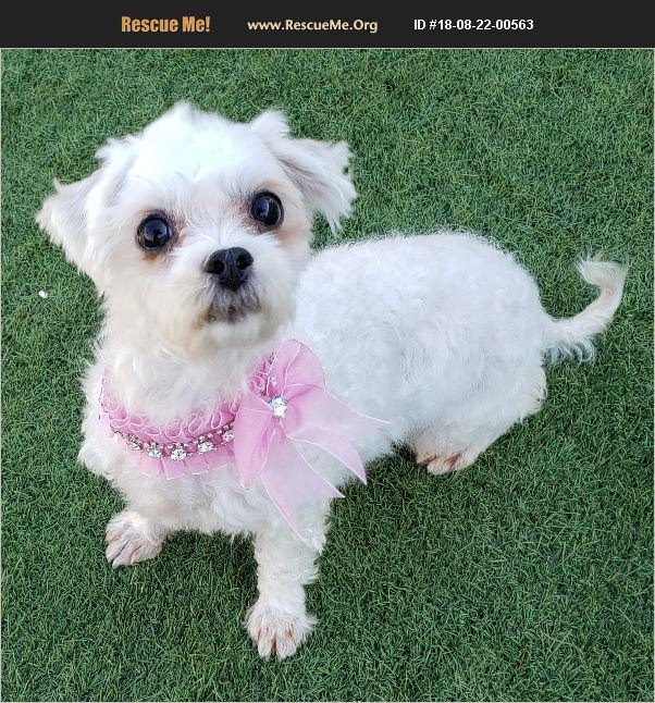 ADOPT 18082200563 Maltese Rescue Chandler, AZ