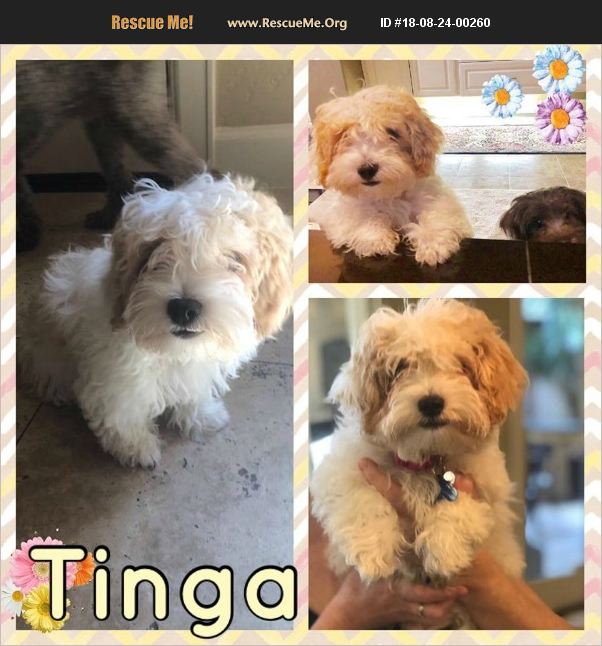 ADOPT 18082400260 Lhasa Apso Rescue Houston, TX