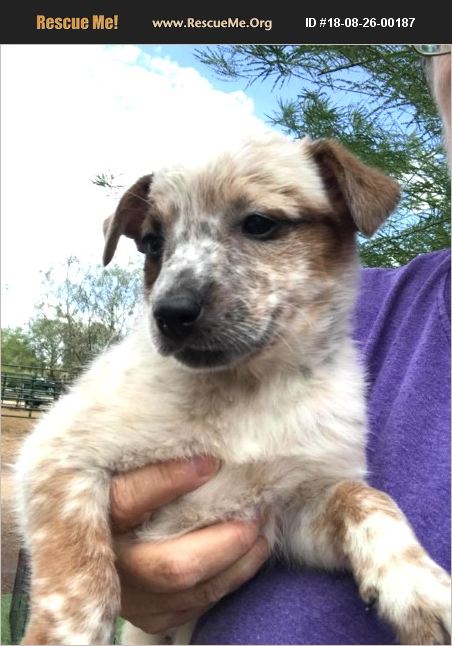 ADOPT 18082600187 ~ Australian Cattle Dog Rescue ~ Cave Creek, AZ