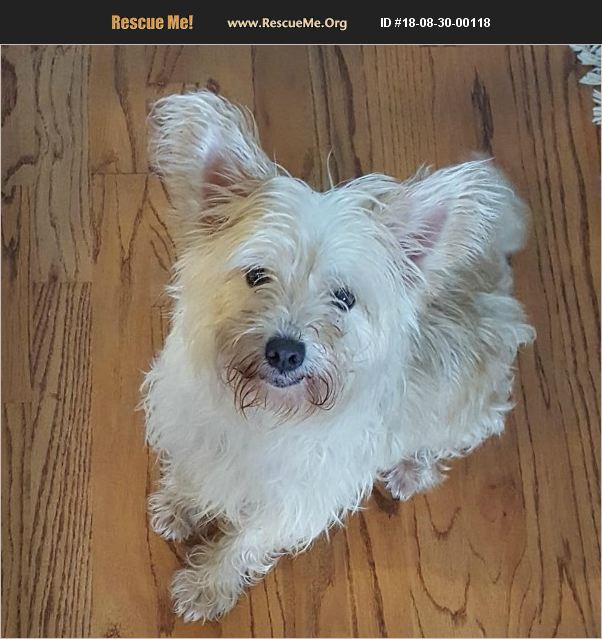 ADOPT 18083000118 Westie Rescue Birmingham, AL