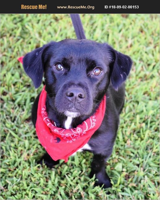 ADOPT 18090200153 Dachshund Rescue Brevard, NC