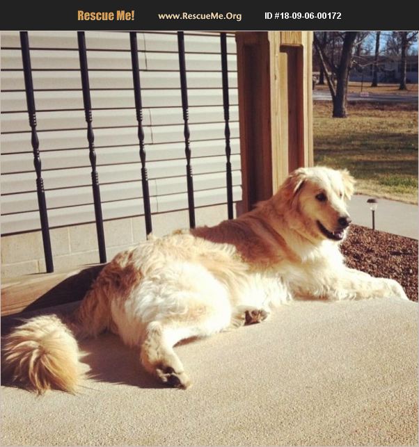 ADOPT 18090600172 Golden Retriever Rescue Joplin, MO