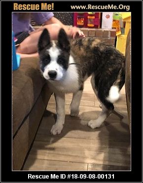 - Texas Akita Rescue - ADOPTIONS - Rescue Me!