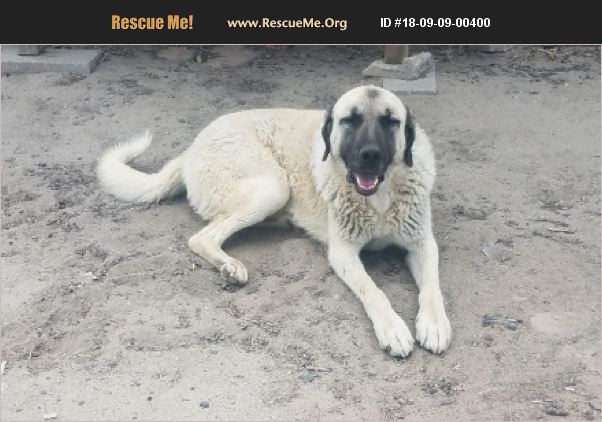 ADOPT 18090900400 ~ Anatolian Shepherd Rescue ~ Aztec, NM