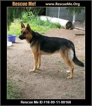 finding a home for my german shepherd