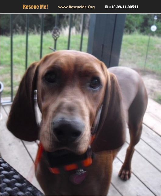 ADOPT 18091100511 Redbone Coonhound Rescue OR