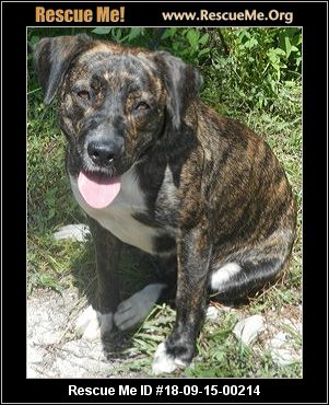 - Florida Pit Bull Rescue - ADOPTIONS - Rescue Me!
