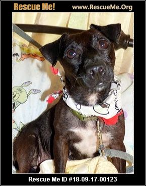Georgia Dachshund Rescue - ADOPTIONS - Rescue Me! Georgia Dachshund Rescue - ADOPTIONS - Rescue Me!