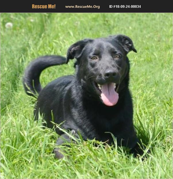 ADOPT 18092400034 ~ Flat-Coated Retriever Rescue ~ Huntington Woods, MI