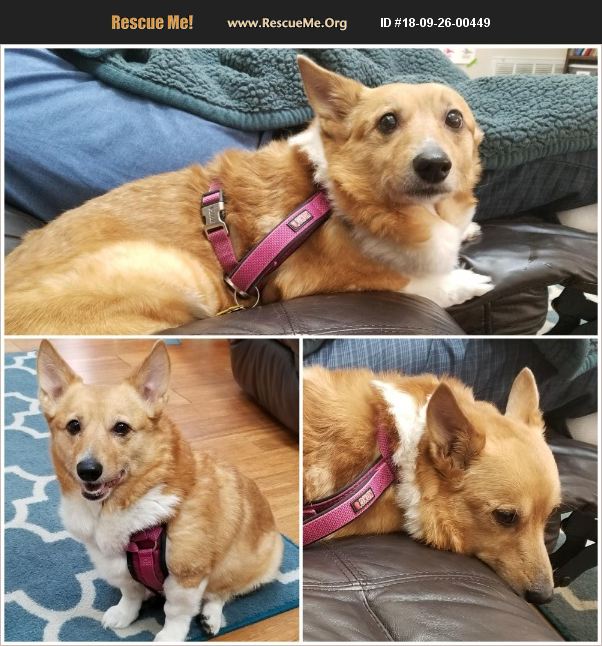 ADOPT 18092600449 Rescue Valrico, FL