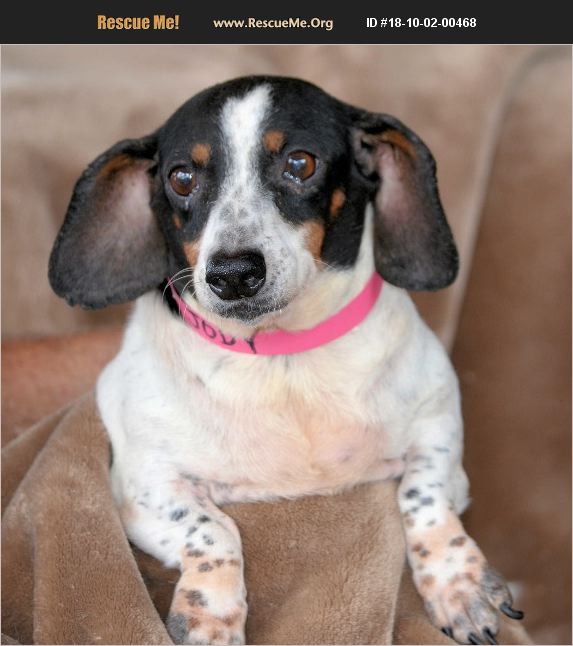 ADOPT 18100200468 Dachshund Rescue Aurora, CO