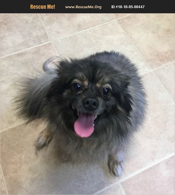 rescue runts pomeranian