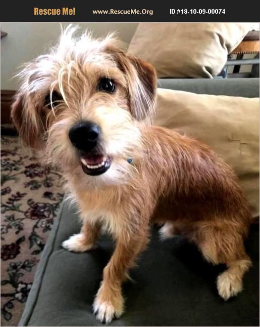 ADOPT 18100900074 Border Terrier Rescue Elyria, OH