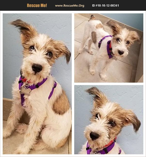 ADOPT 18101200341 Soft Coated Wheaten Terrier Rescue Phoenix, AZ