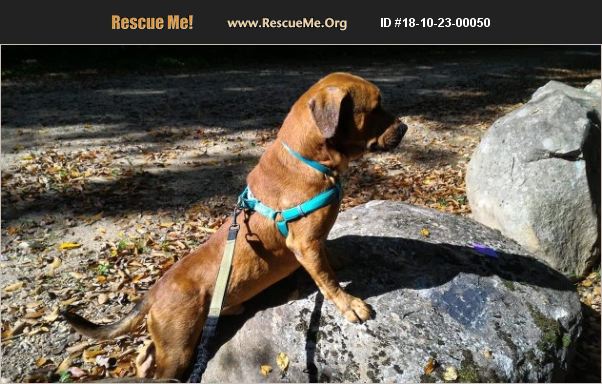 ADOPT 18102300050 ~ Basset Hound Rescue ~ Brattleboro , VT