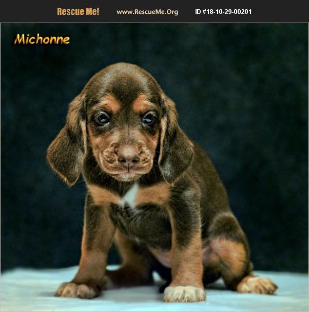 ADOPT 18102900201 Beagle Rescue Mount Carmel, PA