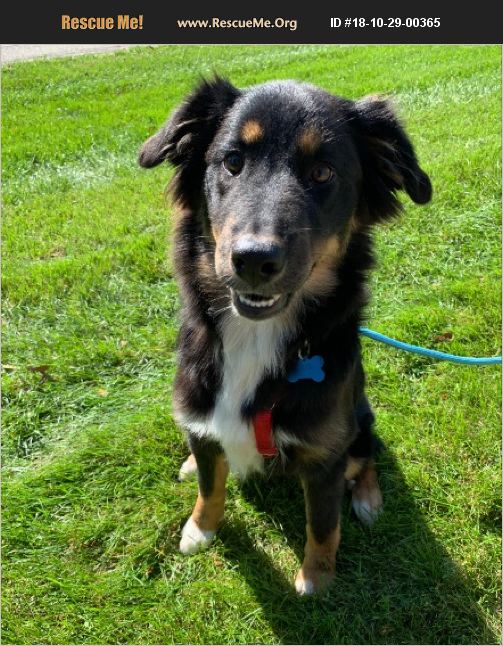 ADOPT 18102900365 Border Collie Rescue Batavia, IL
