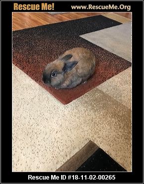 - Missouri Rabbit Rescue - ADOPTIONS - Rescue Me!
