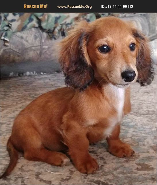 ADOPT 18111100113 Dachshund Rescue Aurora, CO