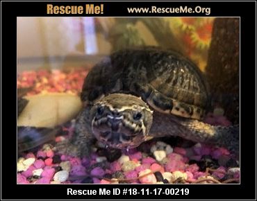- Washington Reptile/Amphibian Rescue - ADOPTIONS - Rescue Me!